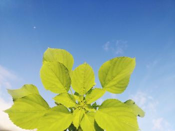 Low angle view of yellow flowering plant against blue sky