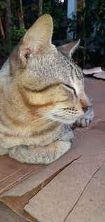 Close-up of cat sleeping on floor