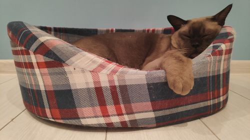 Portrait of cat relaxing at home