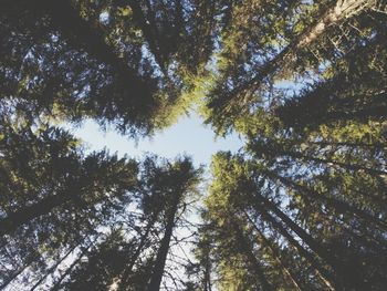 Low angle view of trees