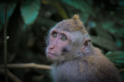 Close-up of monkey