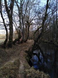 Bare trees by lake in forest