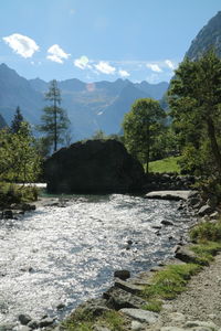 Scenic view of river amidst trees against sky