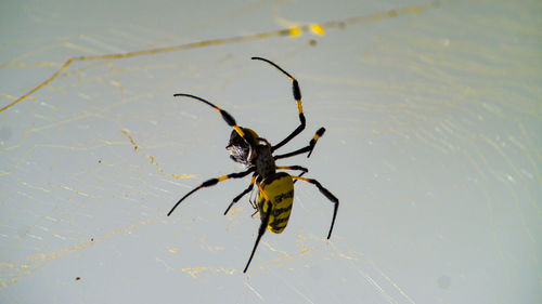 Close-up of spider