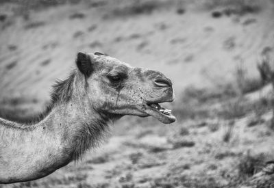 Close-up of horse