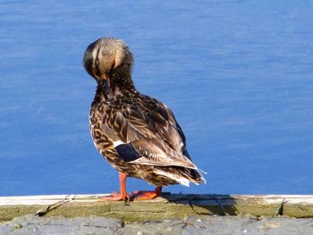 Close-up of bird perching on blue water