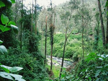 Trees in forest