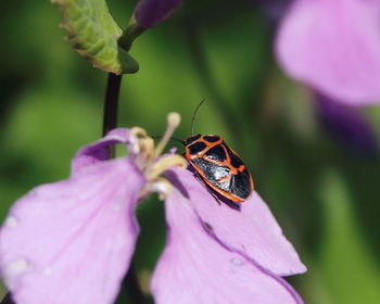 Close-up of beetle on purple flower