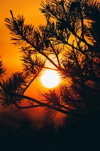 Silhouette tree against orange sky