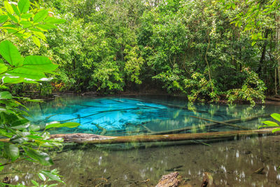 Scenic view of lake in forest