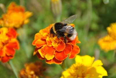 Close-up of butterfly on flower