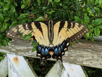 Close-up of butterfly on plant