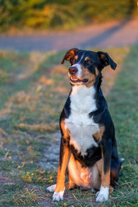 Dog looking away while sitting on land