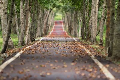 Surface level of narrow pathway along trees