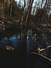 Reflection of trees in lake