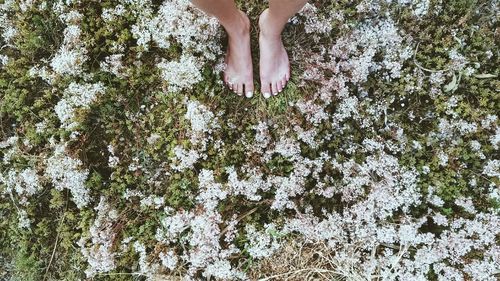 Low section of woman standing on plants