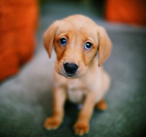 Close-up portrait of puppy