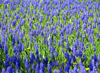 Full frame shot of purple flowering plants