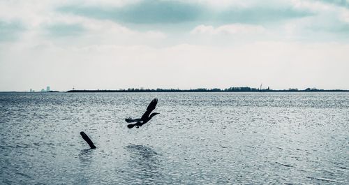 View of ducks swimming in sea