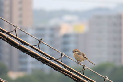 Close-up of bird perching on metal fence