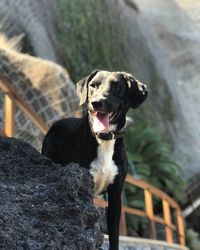 Close-up of a dog looking away