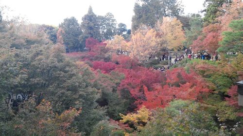 Scenic view of trees during autumn