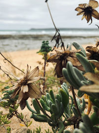 Close-up of plant on beach against sky