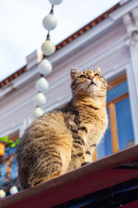 Portrait of cat sitting on table