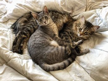 High angle view of cats relaxing on bed