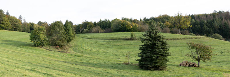 Scenic view of pine trees on field against clear sky