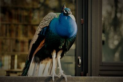 Close-up of a bird