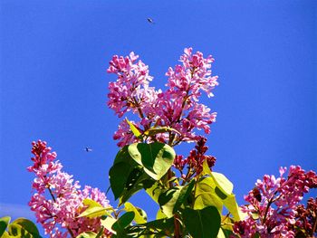 Close-up high section of flower tree against clear blue sky