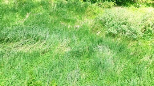 Full frame shot of green grass