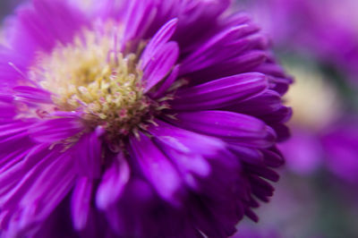 Close-up of purple flower blooming outdoors
