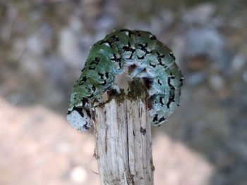 Close-up of a caterpillar on a stick