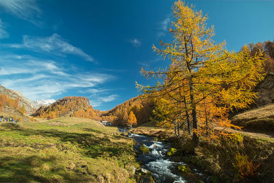 Scenic view of stream amidst trees against sky during autumn