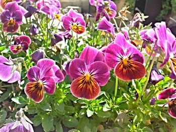 Close-up of pink flowers