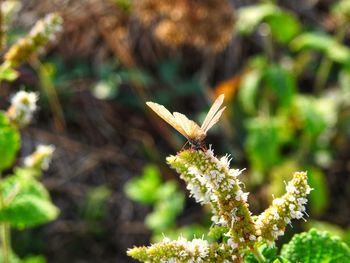 Close-up of butterfly pollinating on flower
