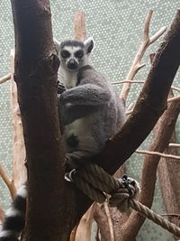 Portrait of cat sitting on tree