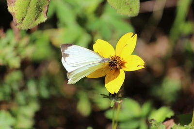 Close-up of butterfly pollinating on yellow flower