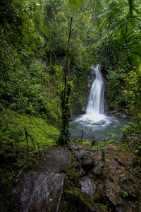 Scenic view of waterfall in forest
