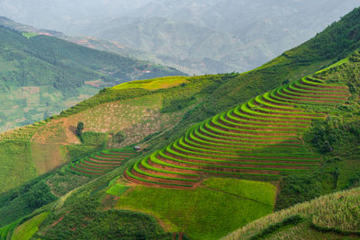 Scenic view of rice paddy