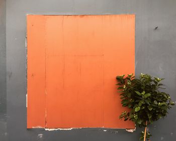 Potted plant against wall