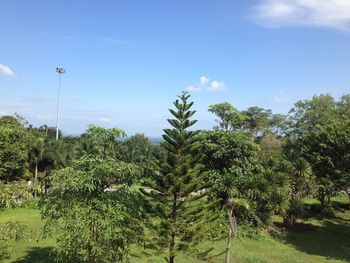 Trees on field against sky