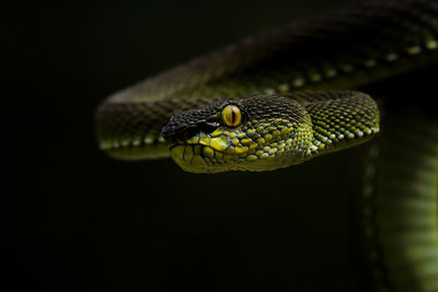 Trimeresurus purpureomaculatus, mangrove pit viper.