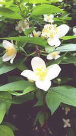 Close-up of white flowers blooming in park