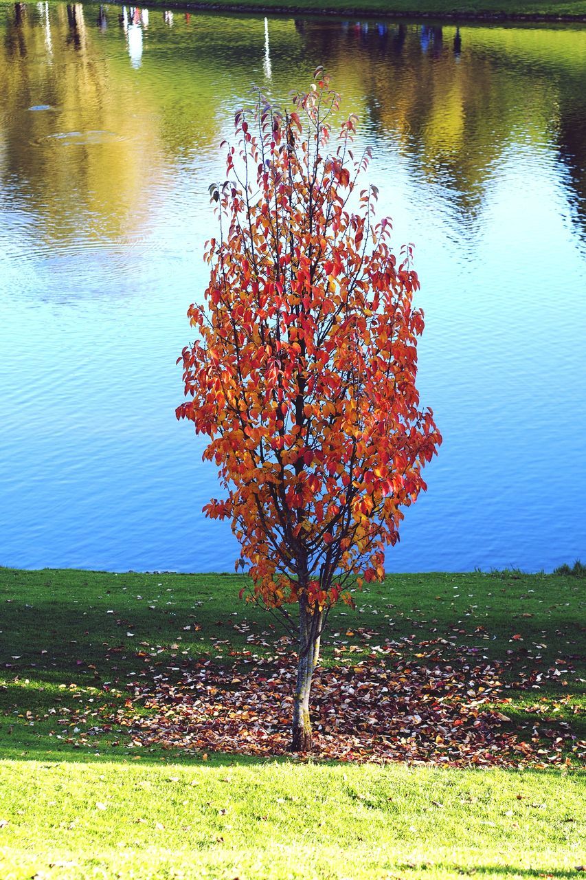 TREE IN GRASS