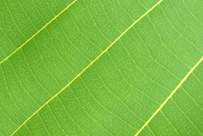 Macro shot of green leaf