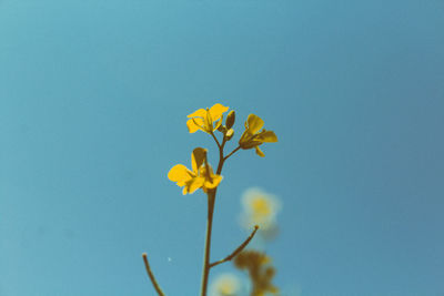 Low angle view of yellow flowers blooming against sky