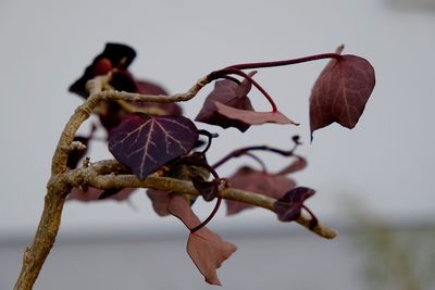 Close-up of bird against blurred background
